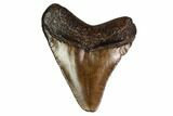 Juvenile Megalodon Tooth - Georgia #158834-1